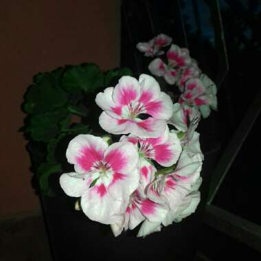Marija's garden