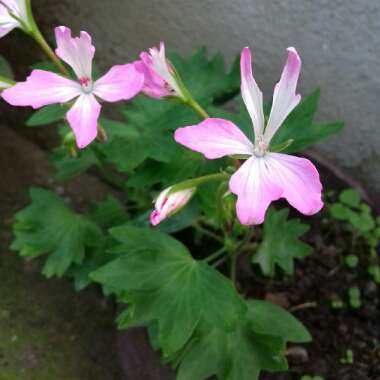 Marija's garden
