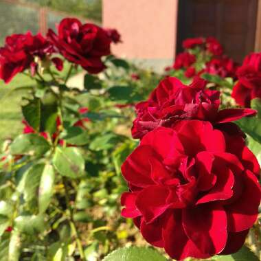 Marija's garden