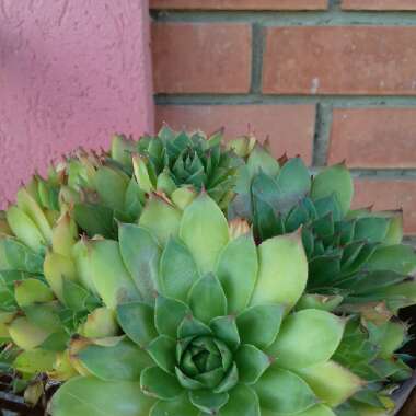 Marija's garden
