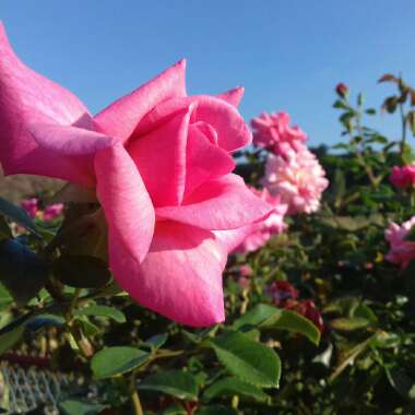 Marija's garden