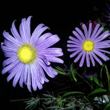 Marija's garden