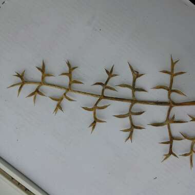 marija's plant