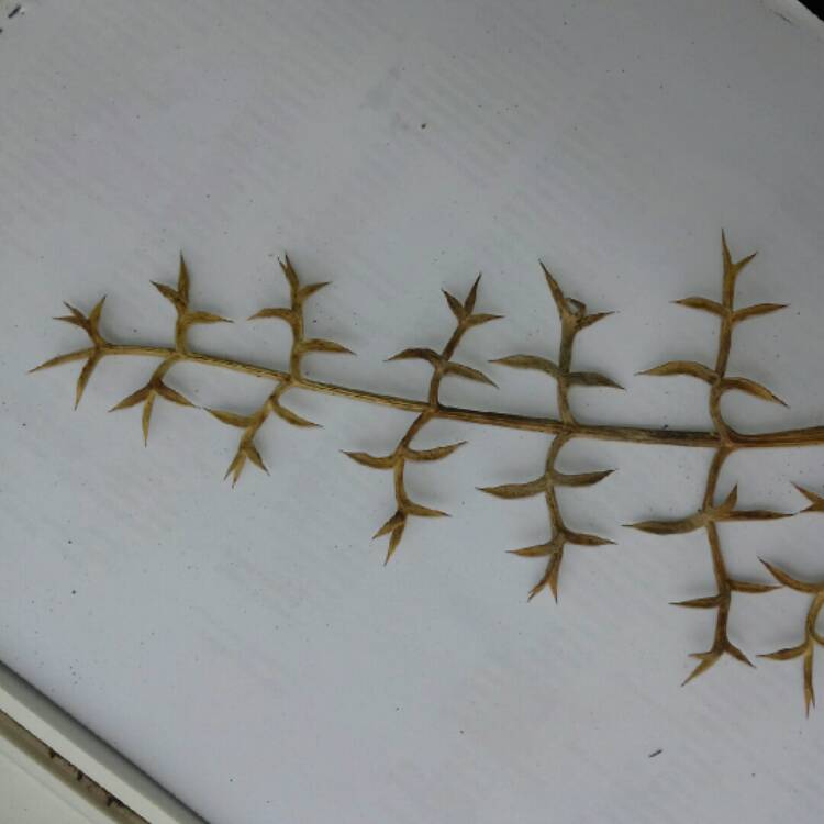 plant image 230883