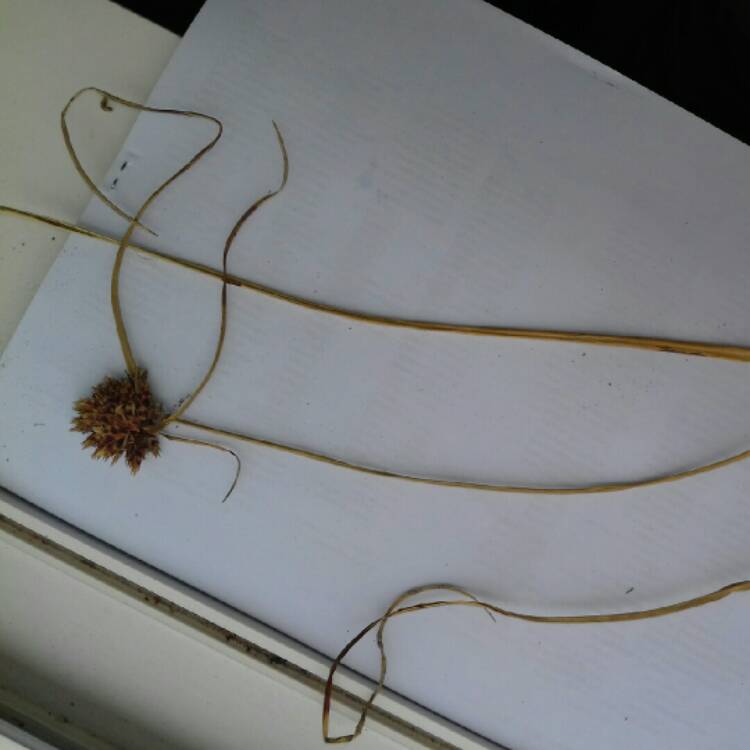 plant image 230887
