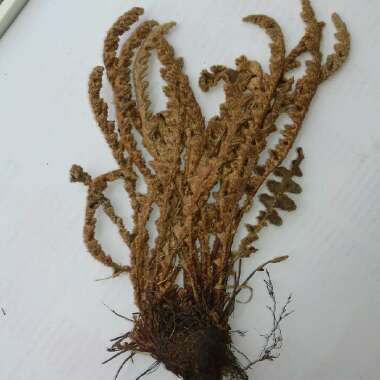 Rustyback Fern