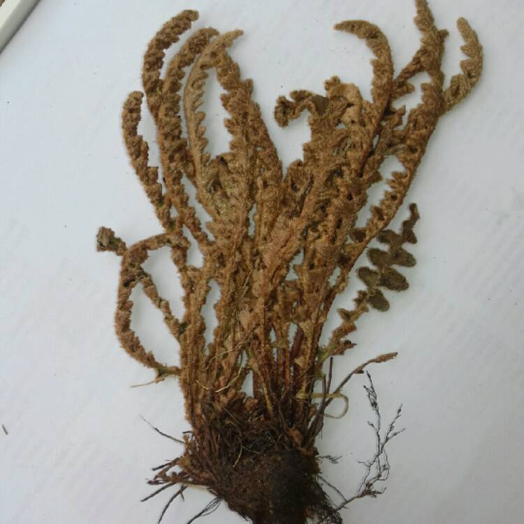 Plant image Asplenium ceterach syn. Ceterach officinarum