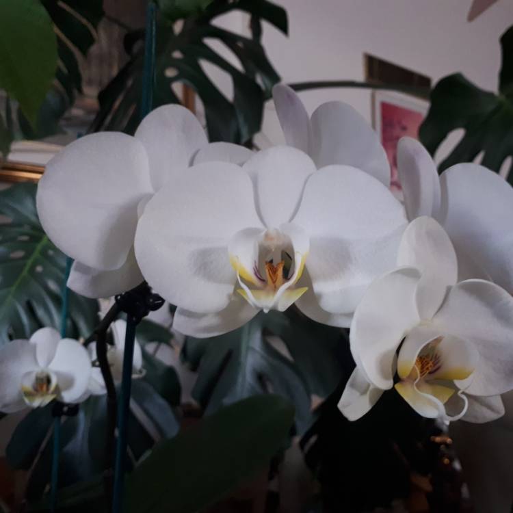 plant image 953537