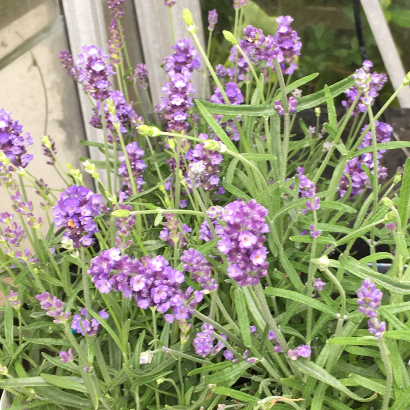 Lavender (Species) English Lavender