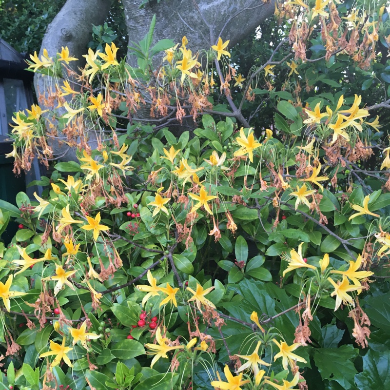Honeysuckle