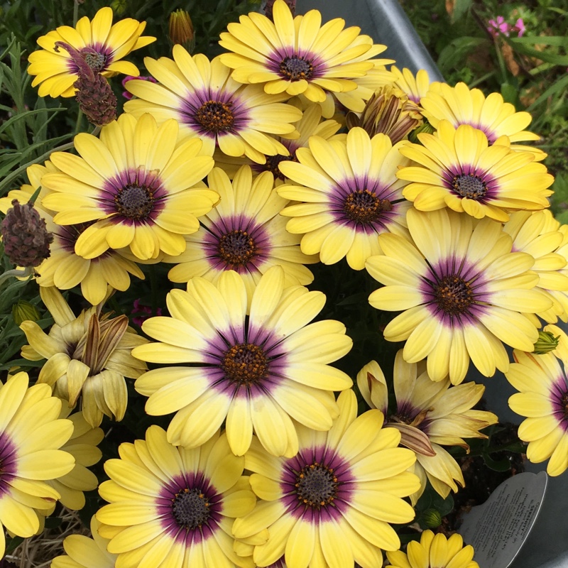 Plant image Osteospermum 'Serenity Blue Eyed Beauty'