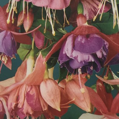 Fuchsia 'Lady In Black'