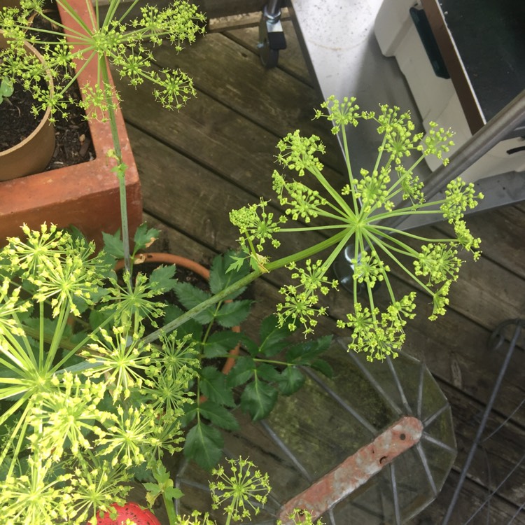 Plant image Angelica archangelica; syn Angelica officinalis