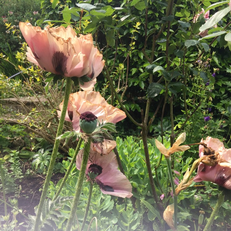 Plant image Papaver orientale 'Patty's Plum'