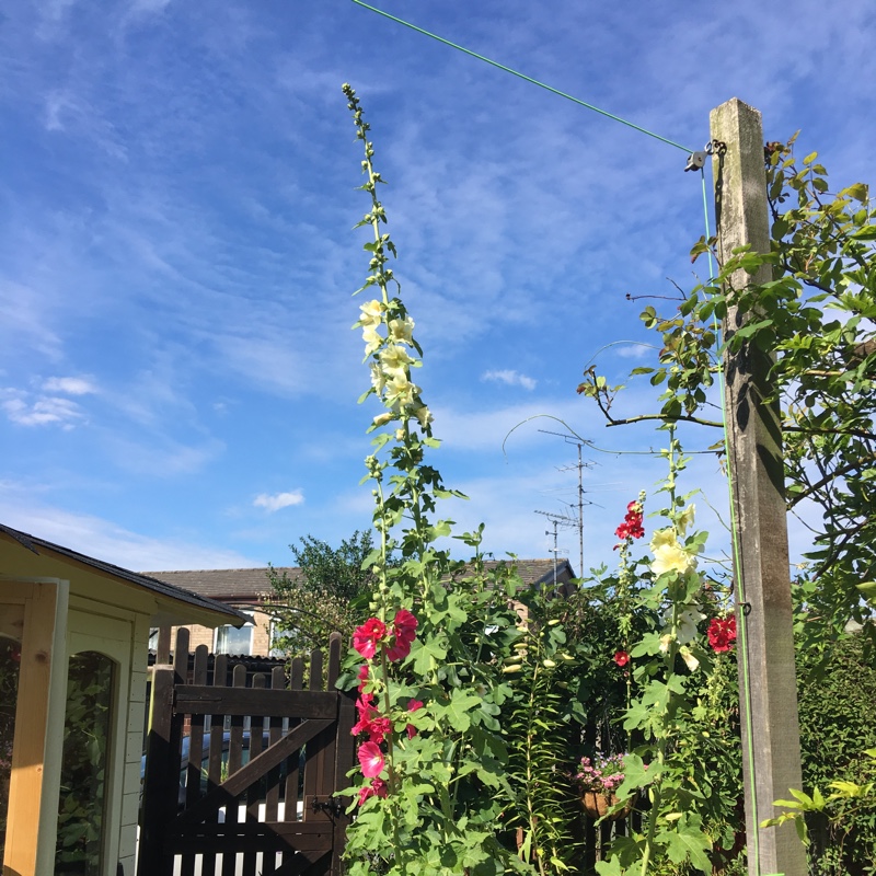 Marion's garden