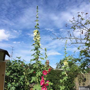 Marion's garden