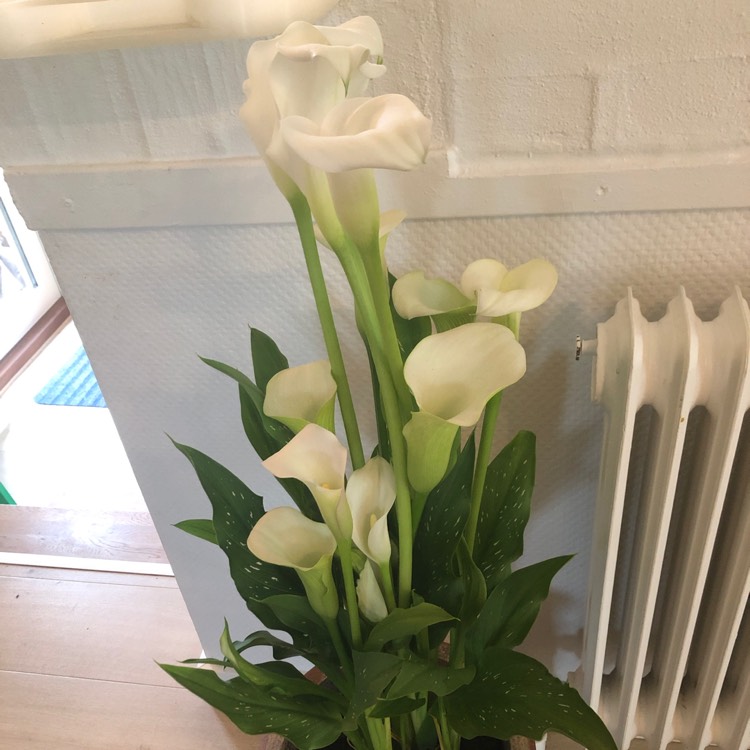 Plant image Zantedeschia 'White Flirt'