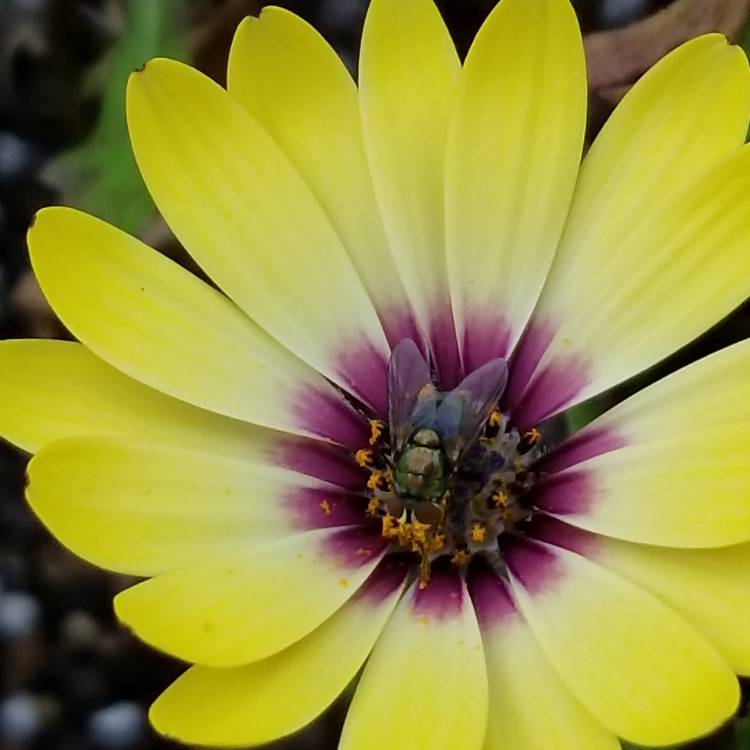 Plant image Osteospermum ecklonis 'Blue Eyed Beauty'