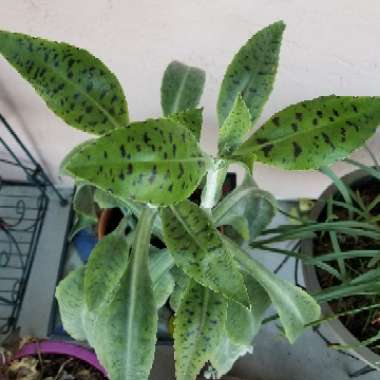 Kalanchoe Gastonis-bonnieri