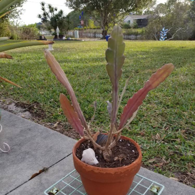 plant image 932202