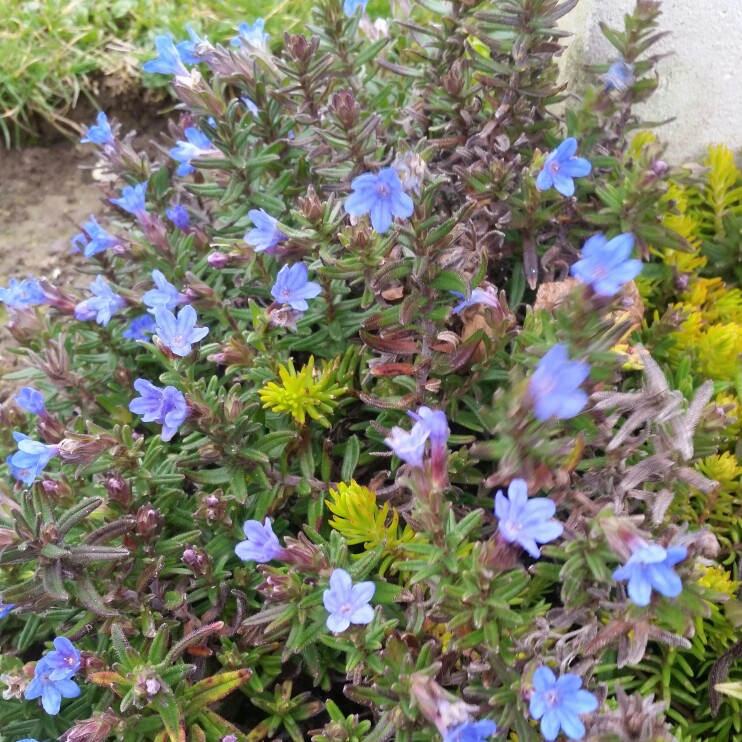 Plant image Lithodora Diffusa 'Compact Blue'