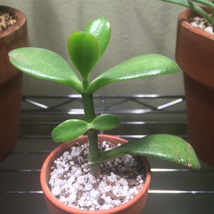 plant image 579338
