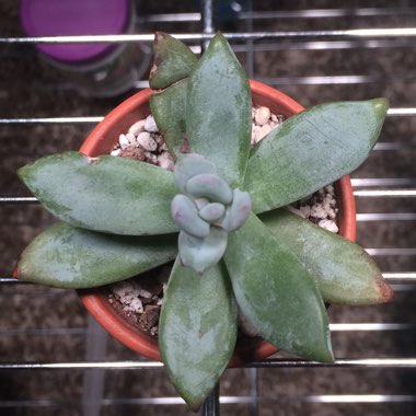 Pachyveria 'Powder Puff'