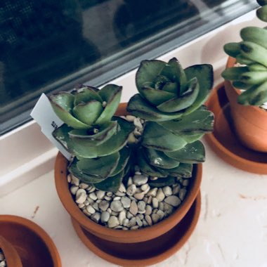 Crassula 'Necklace Vine'