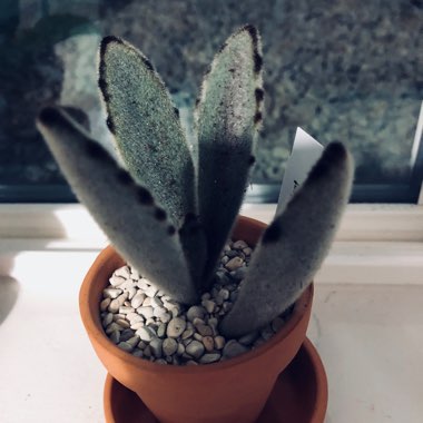 Kalanchoe 'Tomentosa'