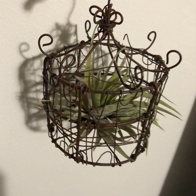 plant image 823289