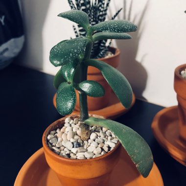 Hummel's Sunset Jade