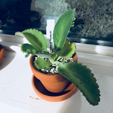 Mother of Thousands