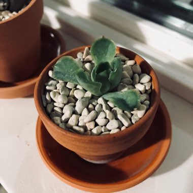 Echeveria