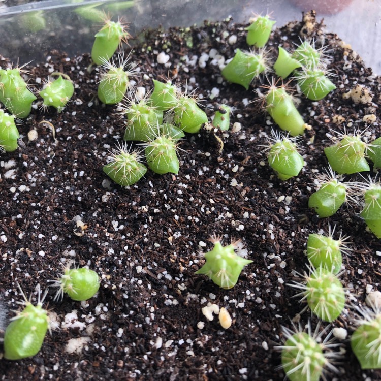 plant image 823303