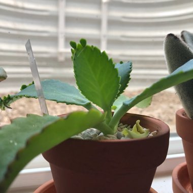 Mother of Thousands