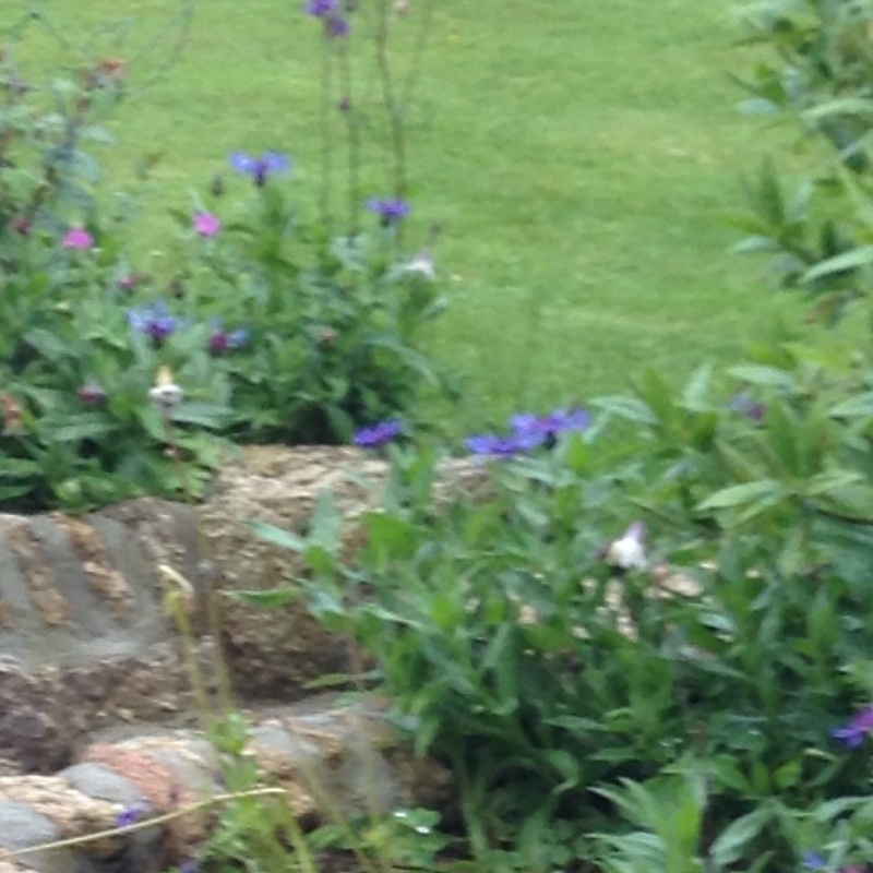 Plant image Centaurea montana 'Parham'