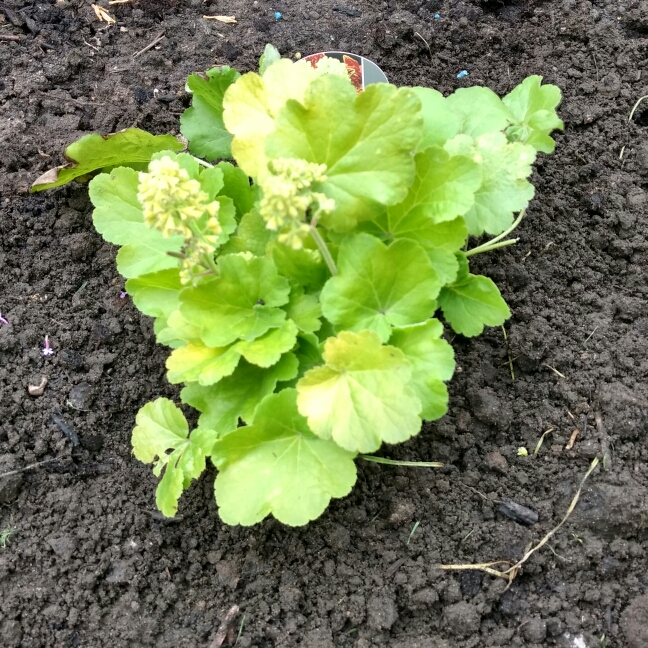 plant image 237220