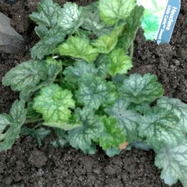Alumroot 'Little Cutie Sweet Tart'