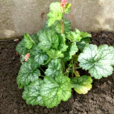 Alumroot 'Little Cutie Peppermint'