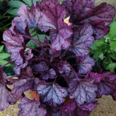 Alumroot 'Forever Purple'
