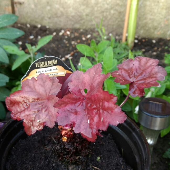 Plant image Heuchera 'Autumn Leaves'