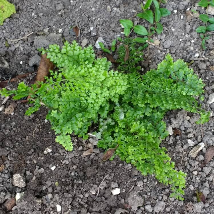 plant image 527595