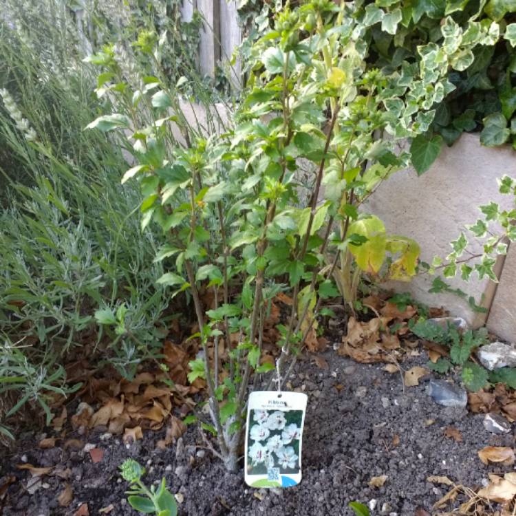 plant image 780239