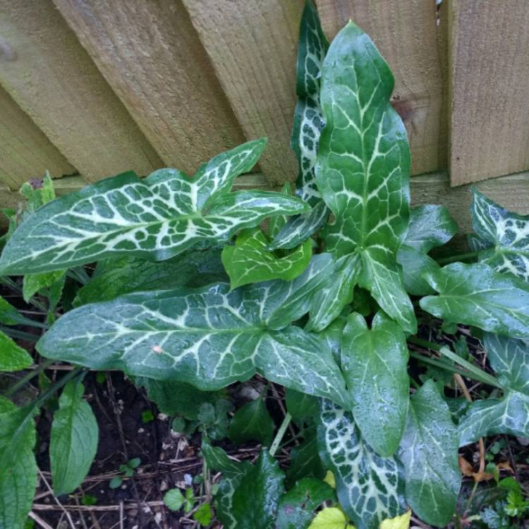plant image 960636