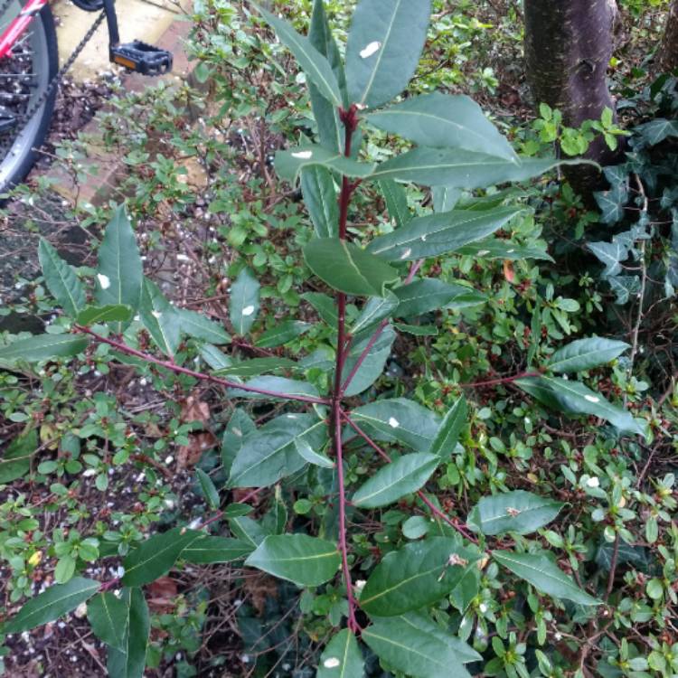 plant image 960637