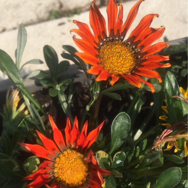 Plant image Gazania rigens 'Kiss Bronze'