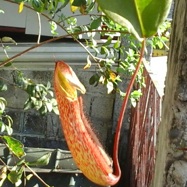 plant image 884168