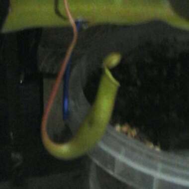 Pitcher plant
