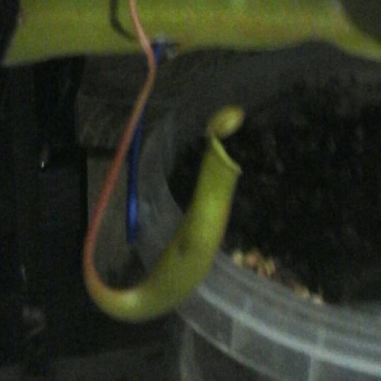 Plant image Nepenthes ventrata x