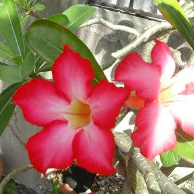 Desert Rose